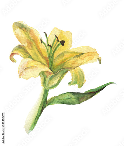 Watercolor lily flower. Hand drawn yellow lily