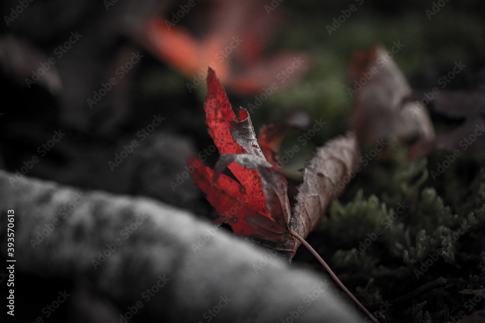 紅葉 紅葉