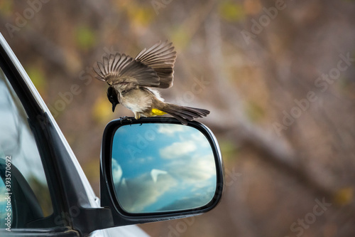 Dark capped Bulbul playing with car miror in Kruger National park, South Africa ; Specie Pycnonotus tricolor family of Pycnonotidae photo