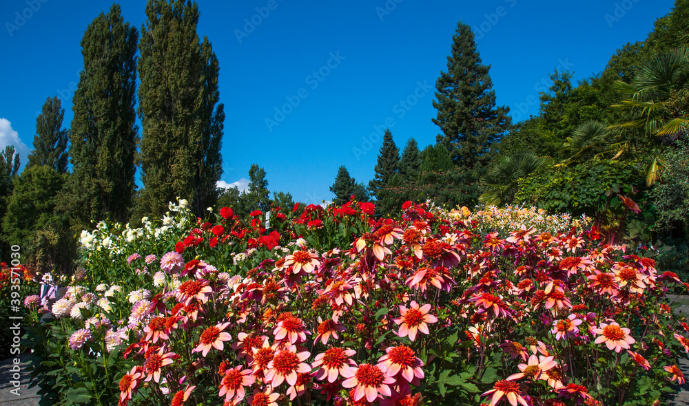   Bodensee Mainau  Blumen Insel