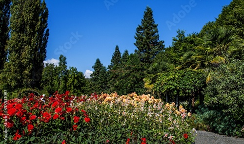   Bodensee Mainau  Blumen Insel