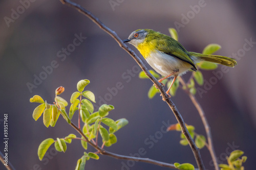 Yellow breasted Apalis standing in shrub in Kruger National park, South Africa; specie Apalis flavida family of Cisticolidae photo