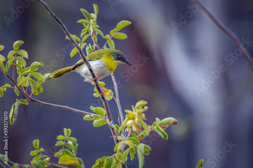 Yellow breasted Apalis standing in shrub in Kruger National park, South Africa; specie Apalis flavida family of Cisticolidae photo