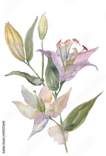Watercolor lily on white background