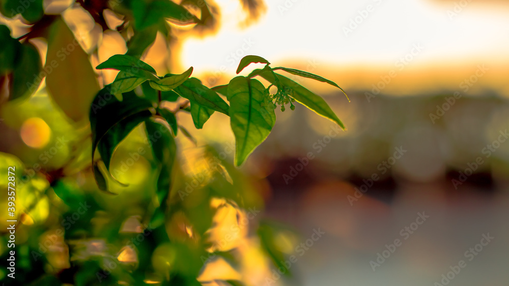 Obraz premium A blurred abstract background view of the rising sun, the horizon and the constantly blowing leaves of the trees, the ecological beauty that spontaneously occurs during the day.