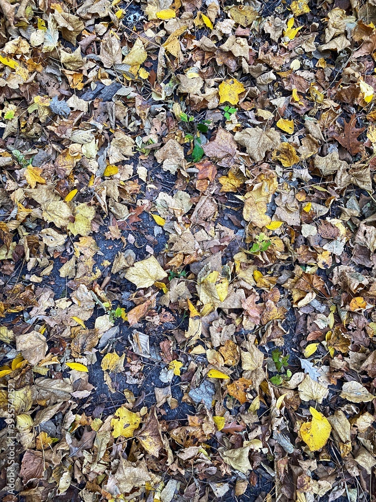 Autumn Flooring