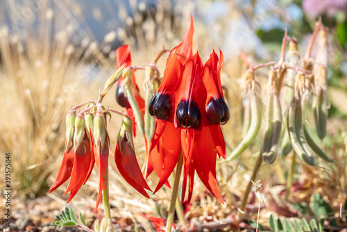 Sturt's desert pea
