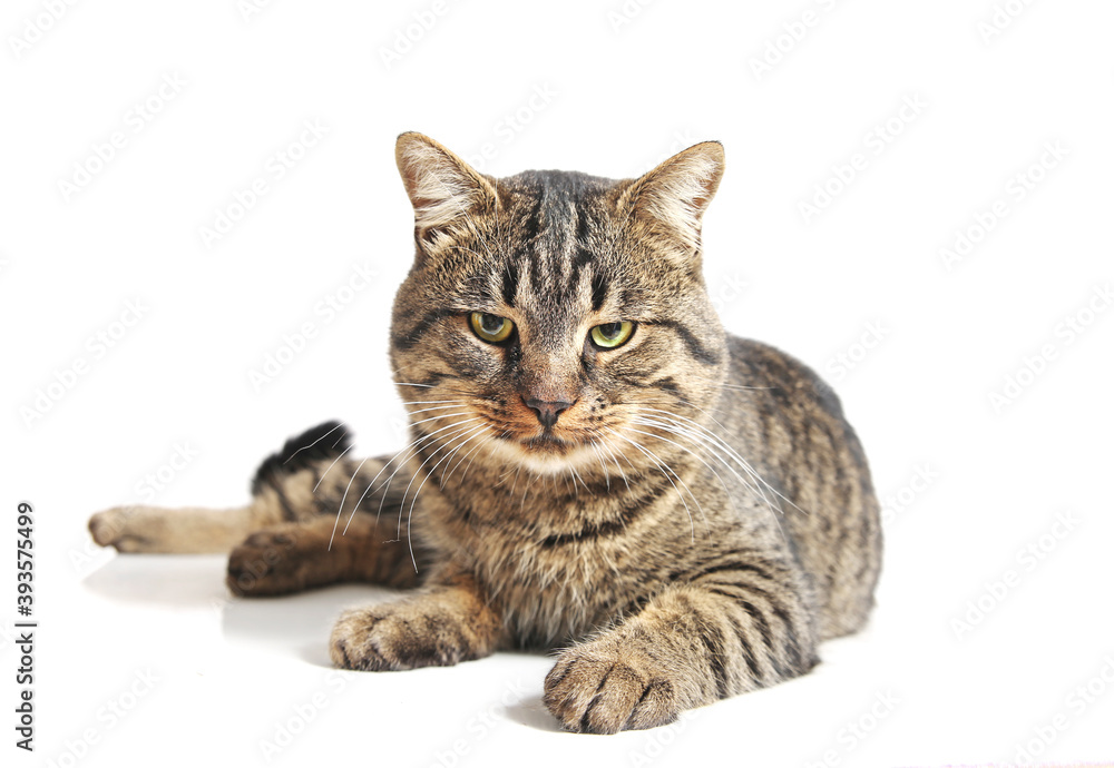 Cat  on white background looking at camera.Cute adult pet studio shot.