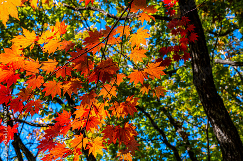 Picturesque landscape of red leaves in Yunling, Liuhe, Jilin, China