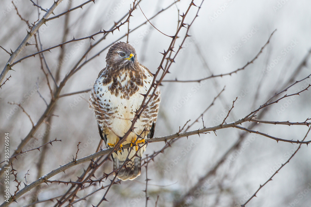 Mäusebussard (Buteo buteo) Mäusebussard (Buteo buteo)