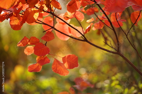 Autumnal red orange leaves on a tree branch in a magical sunny forest
