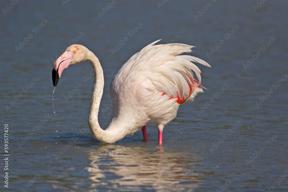 Greater Flamingo, Phoenicopterus roseus, in the water