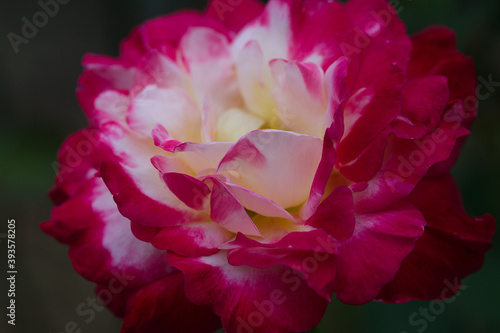 pink rose flower