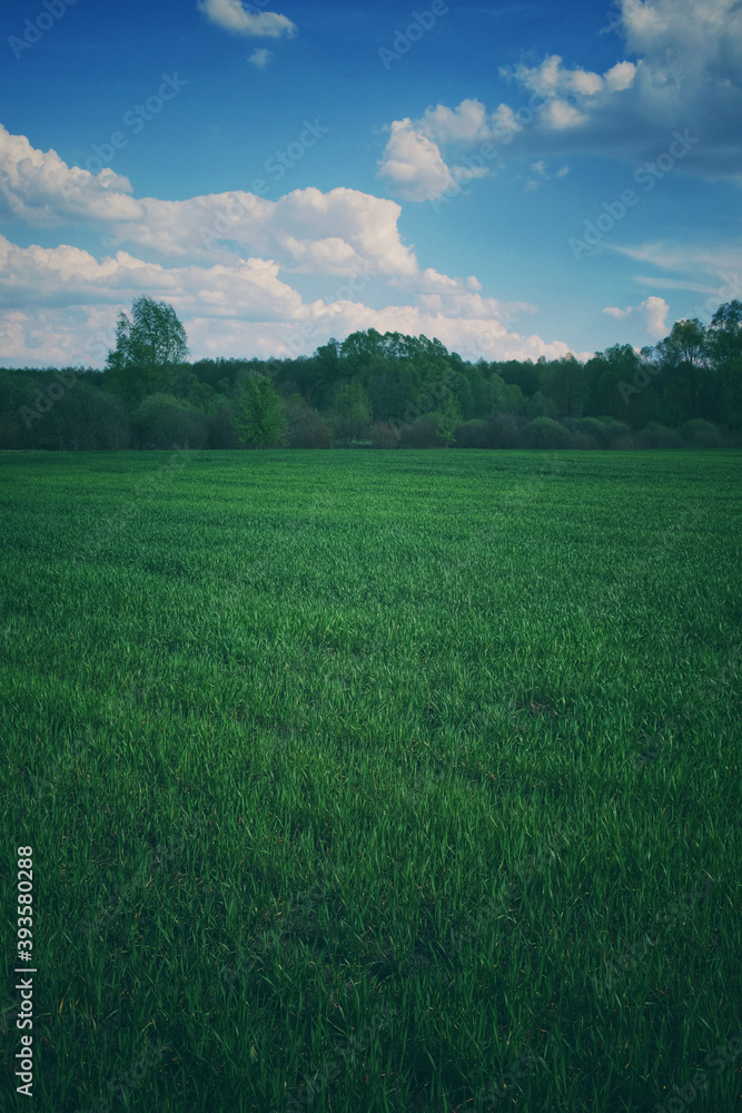 Fototapeta premium Beautiful cloudy sky over a green farm field. Fresh wheat sprouts in a spring field. Agricultural landscape.