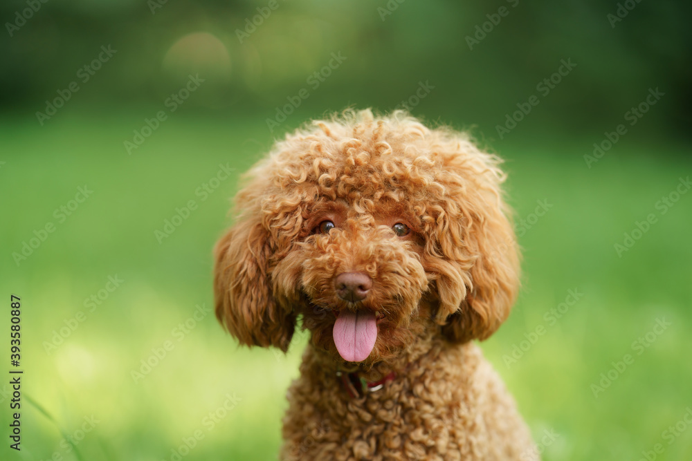 small chocolate poodle on the grass. Pet in nature. Cute dog like a toy small chocolate poodle on the grass. Pet in nature. Cute dog like a toy