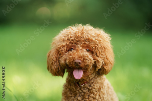 small chocolate poodle on the grass. Pet in nature. Cute dog like a toy 
