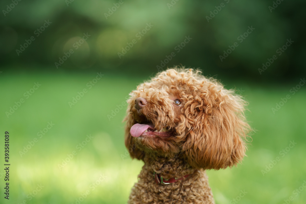 small chocolate poodle on the grass. Pet in nature. Cute dog like a toy 