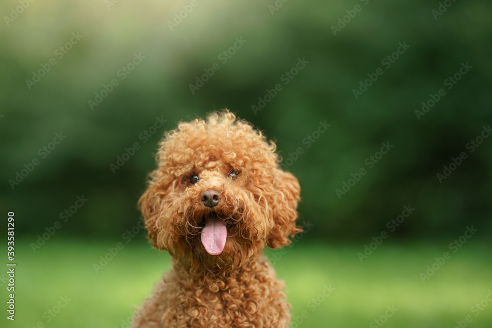 small chocolate poodle on the grass. Pet in nature. Cute dog like a toy 