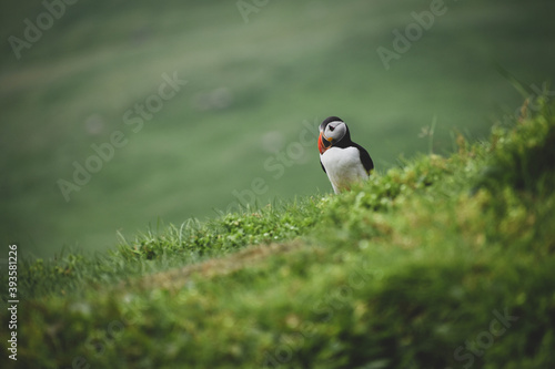 puffin