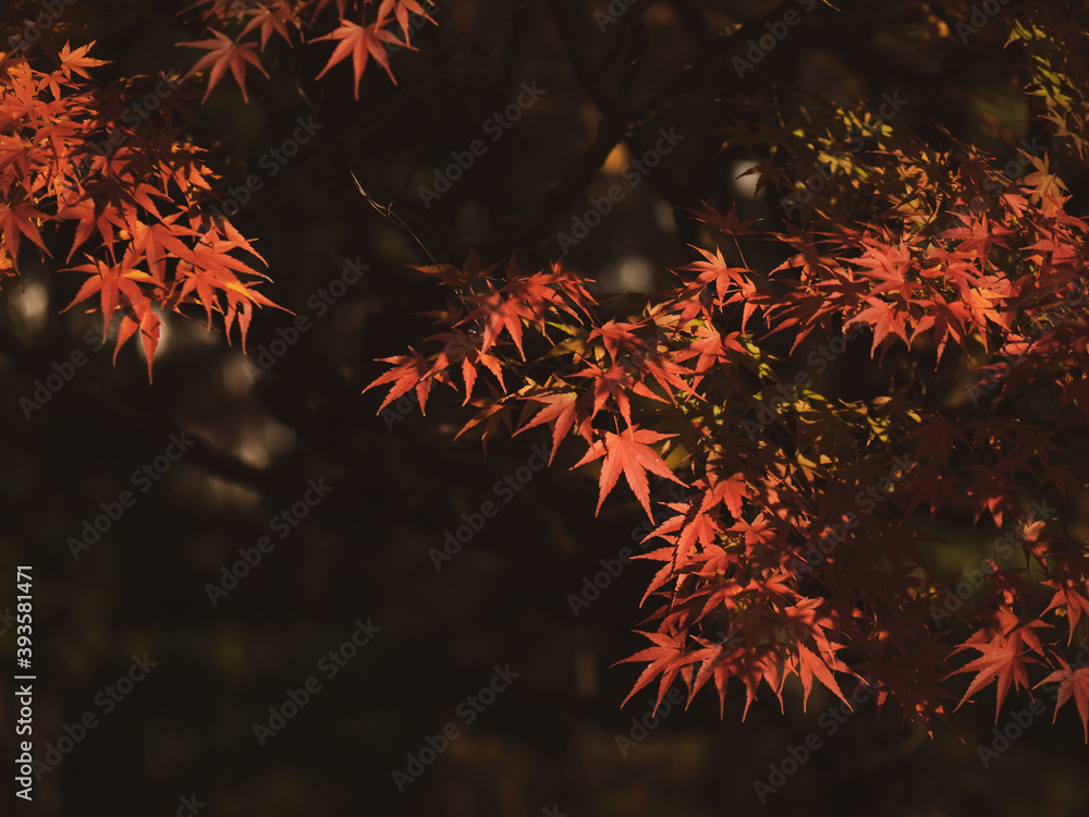 美しく色づいたモミジの葉 11月 美しく色づいたモミジの葉 11月