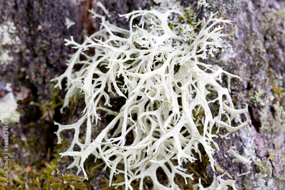 Beard lichen Usnea hirta on trunk of birch Beard lichen Usnea hirta on trunk of birch