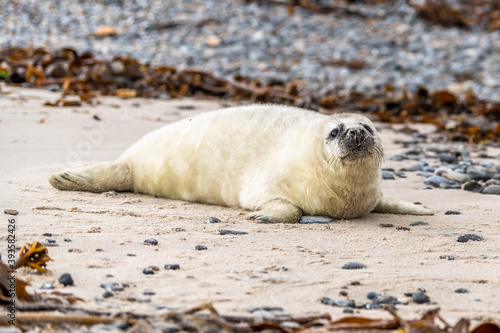 Phoca vitulina - Harbor Seal - on the beach and in the sea on the island of Dune in Germany. Wild foto.