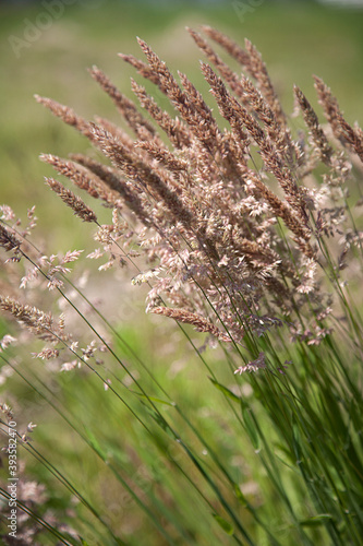 Velvet grass (Holcus lanatus), flowering