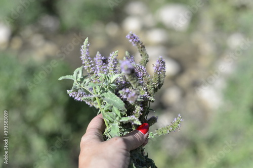 hand holding a wild menta grass plant mint lilac flowers bouquet 
