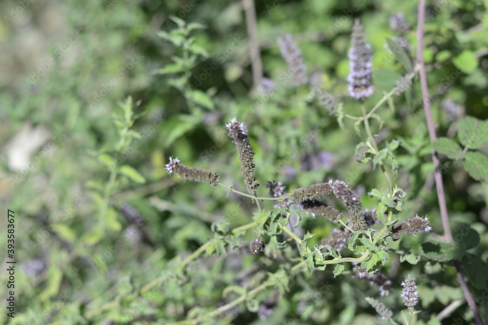 wild mint menta plant herb with purple flowers wild mint menta plant herb with purple flowers