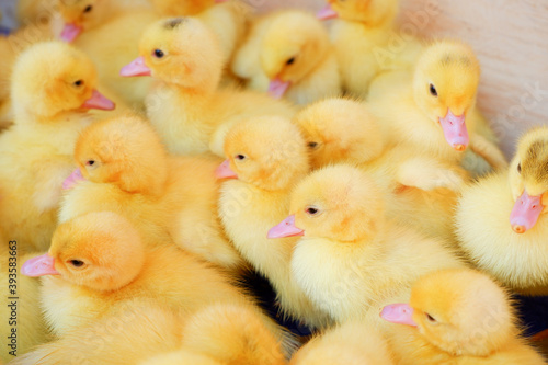 Yellow feathered ducklings.