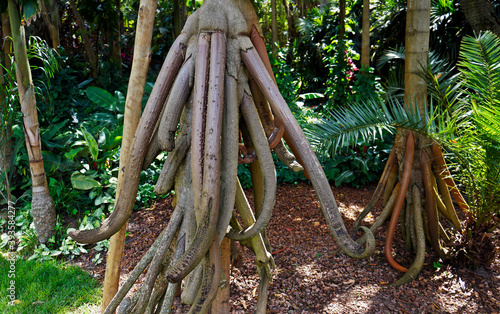 Walking palm roots (Socratea exorrhiza), Minas Gerais, Brazil © Wagner Campelo
