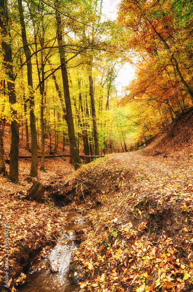 Wald und Laub, Bach im Herbst in den Kaukasus - detail