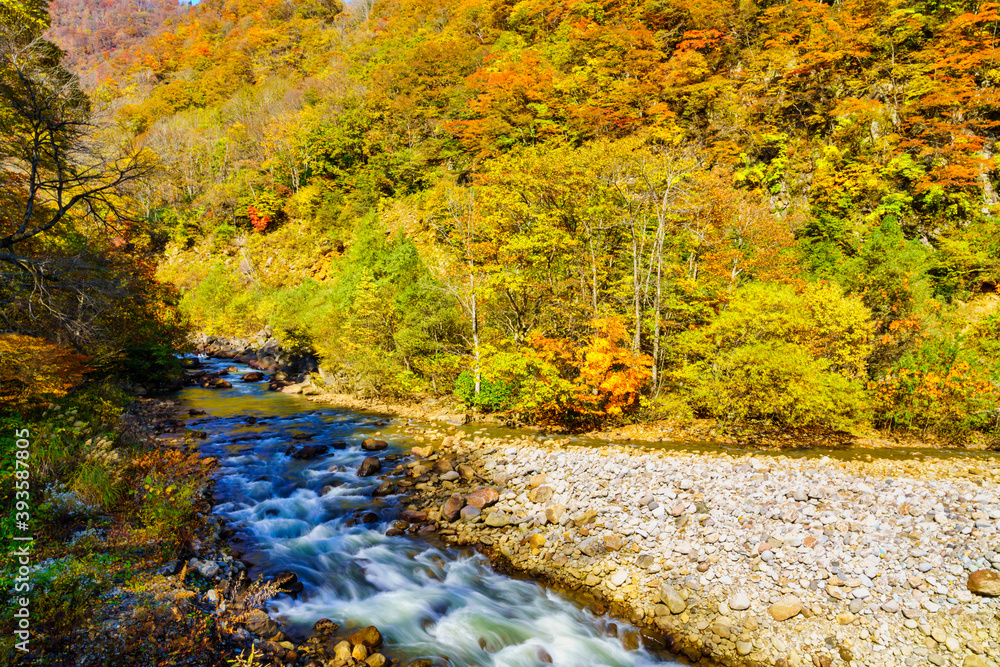 【秋イメージ】鮮やかな紅葉 【秋イメージ】鮮やかな紅葉