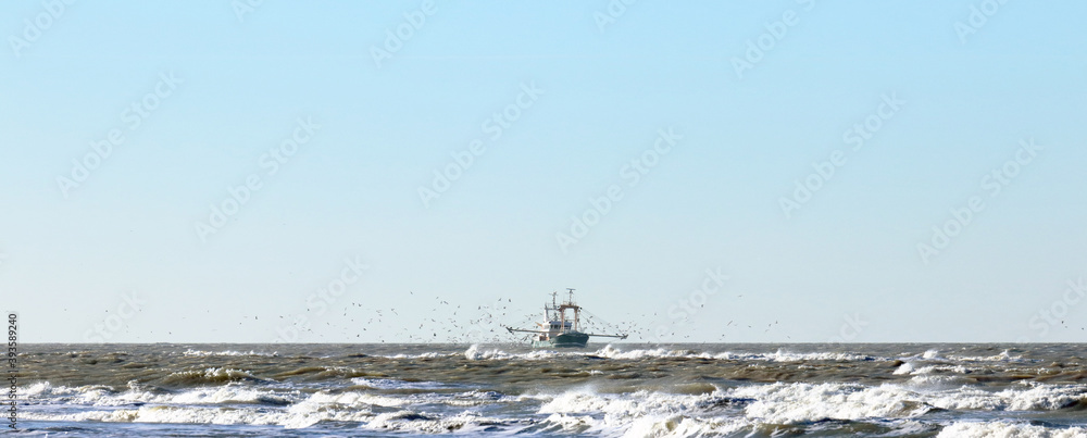 Shrimp trawler fishing in the North Sea near to the Netherlands beach, followed by a flock of seagulls 