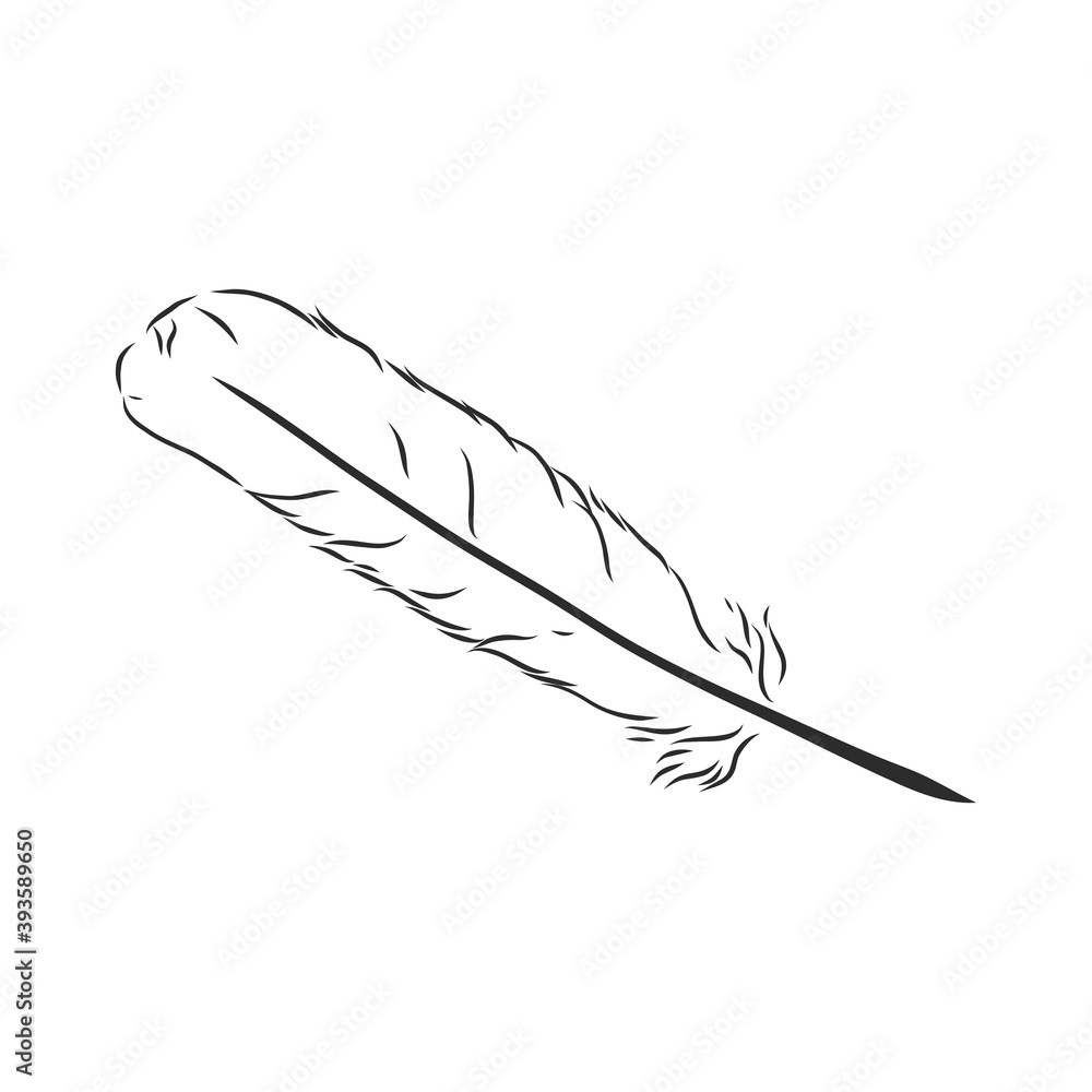 bird feathers. Hand drawn illustration converted to vector. Outline with transparent background, pen vector sketch illustration bird feathers. Hand drawn illustration converted to vector. Outline with transparent background, pen vector sketch illustration