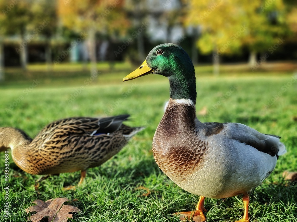 Des canards colvert dans l'herbe Des canards colvert dans l'herbe