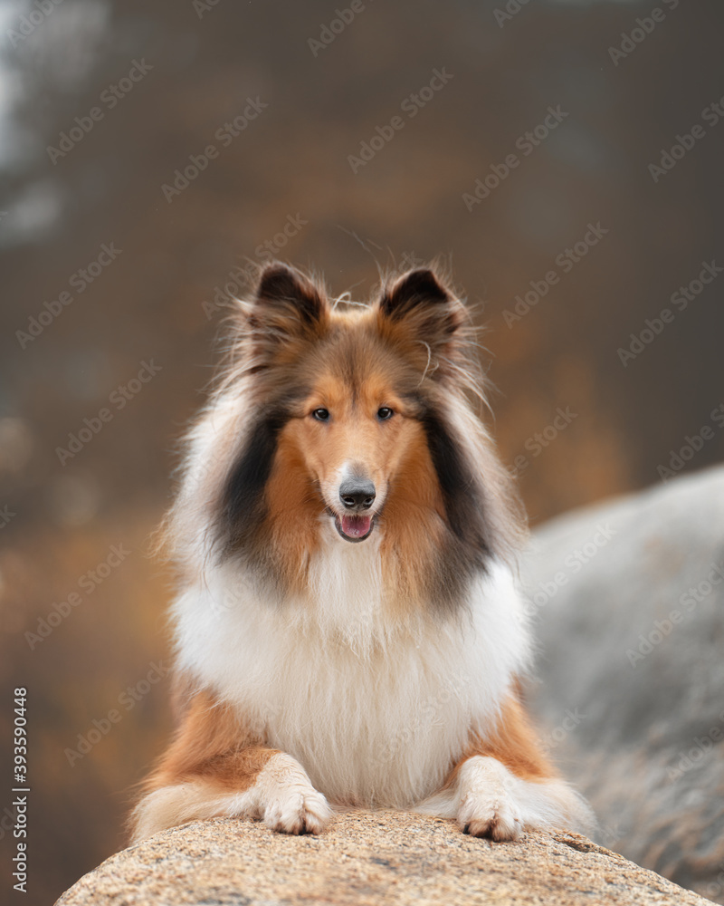 rough collie dog