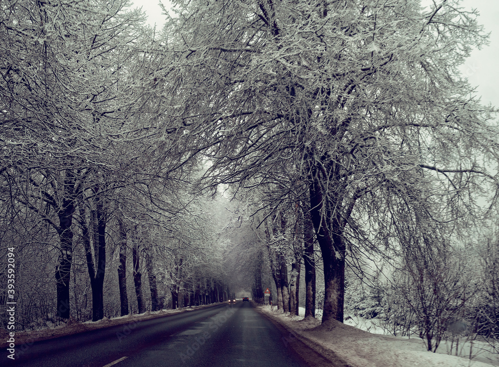 Snowy winter road in the forest during the day Snowy winter road in the forest during the day
