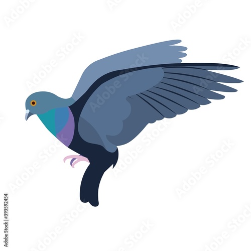 Isolated figure of a blue flying rock pigeon