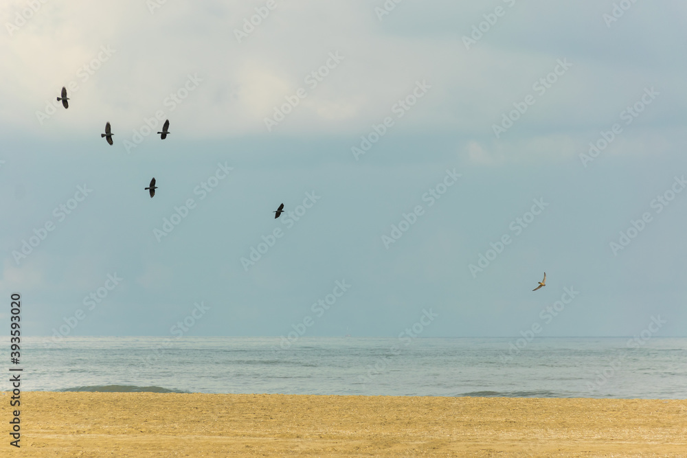 Birds flying over North Sea at Scheveningen beach located in The Hague, Netherlands