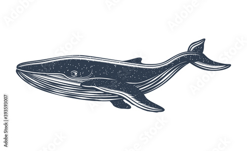 Black Whale on white background. Handcrafted style.Tattoo art, graphic, t-shirt design, poster design
