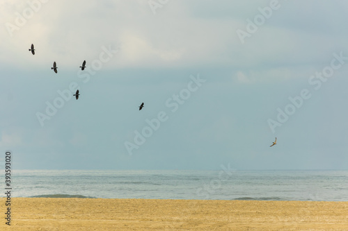 Birds flying over North Sea at Scheveningen beach located in The Hague  Netherlands
