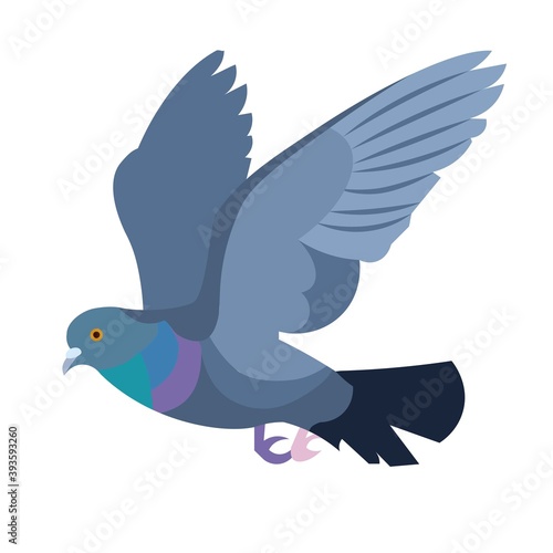 Isolated figure of a a flying gray pigeon