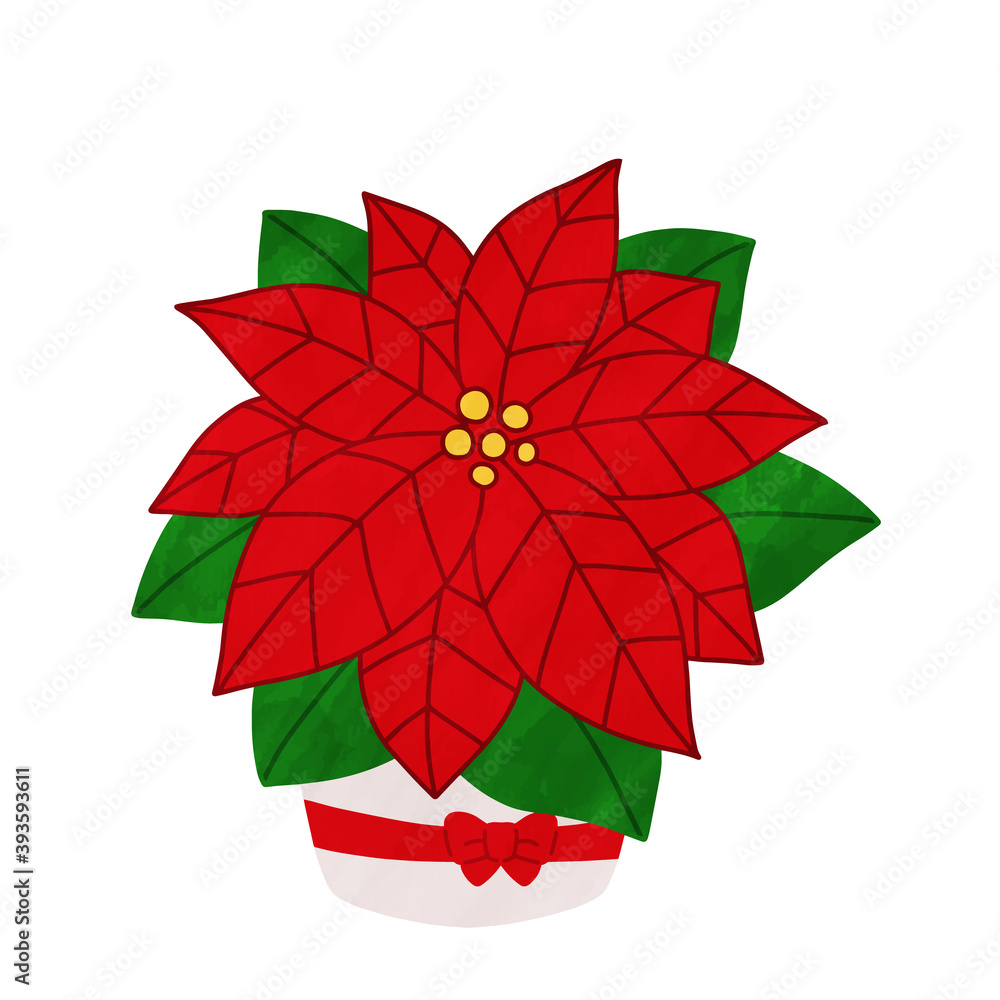 クリスマス　ポインセチア　花　かわいい　水彩風　イラスト