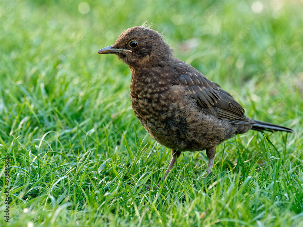 Juvenile Amsel Juvenile Amsel