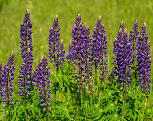 Fototapeta Naklejka Na Ścianę i Meble -  Blooming blue lupine flowers. Violet lupin field. Bunch of flowers on the green meadow. Summer landscape. Close up nature. Agriculture
