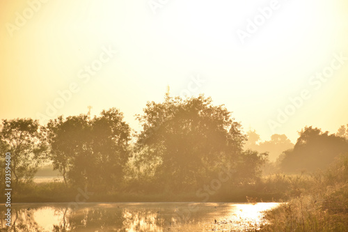 Beautiful view of tree and pond at countryside isolated with background of soft light in morning time.