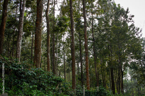 Scenic view of the trees providing shade to coffee plantations in Yercaud hill station, Tamil Nadu, India © Manivannan T