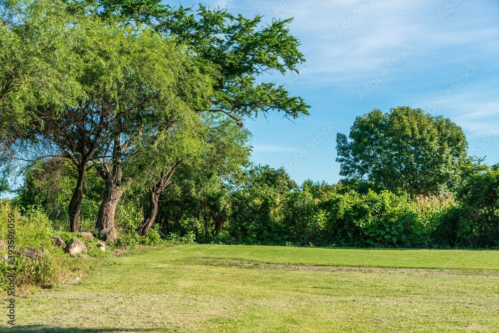 Natural green field with trees and pastures at summer sunny day Natural green field with trees and pastures at summer sunny day