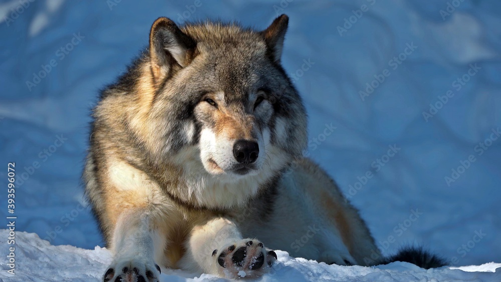 Obraz premium Wolf in the wild